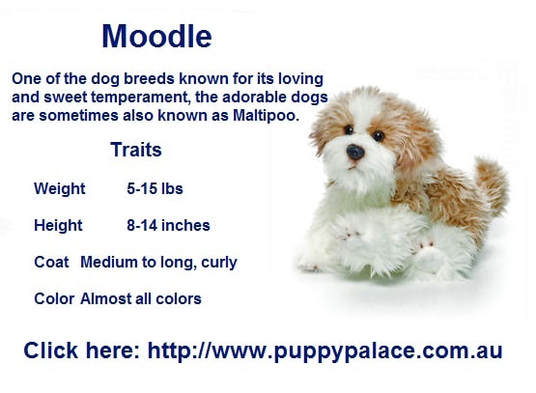 moodle dog for sale